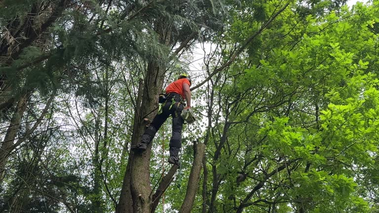 West Orange, TX Tree Services Company