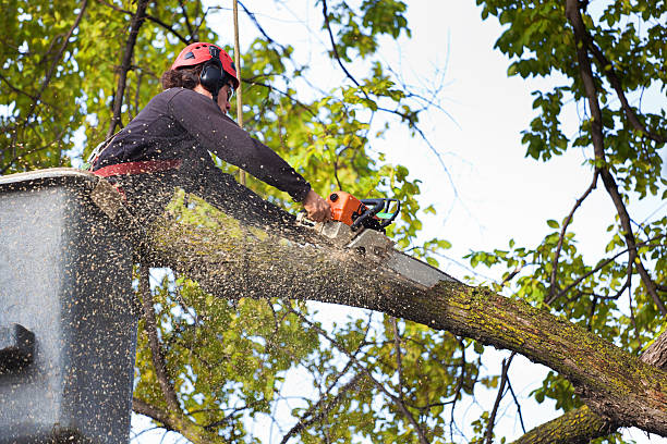 Best Tree Maintenance Programs  in West Orange, TX